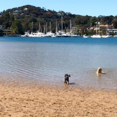 Top 10 dog friendly beaches in Australia - Take Your Pet